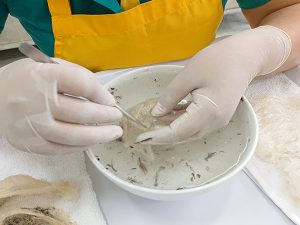 cách nhặt yến thô