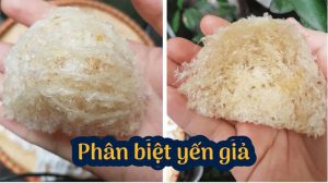 yến thô có giả không